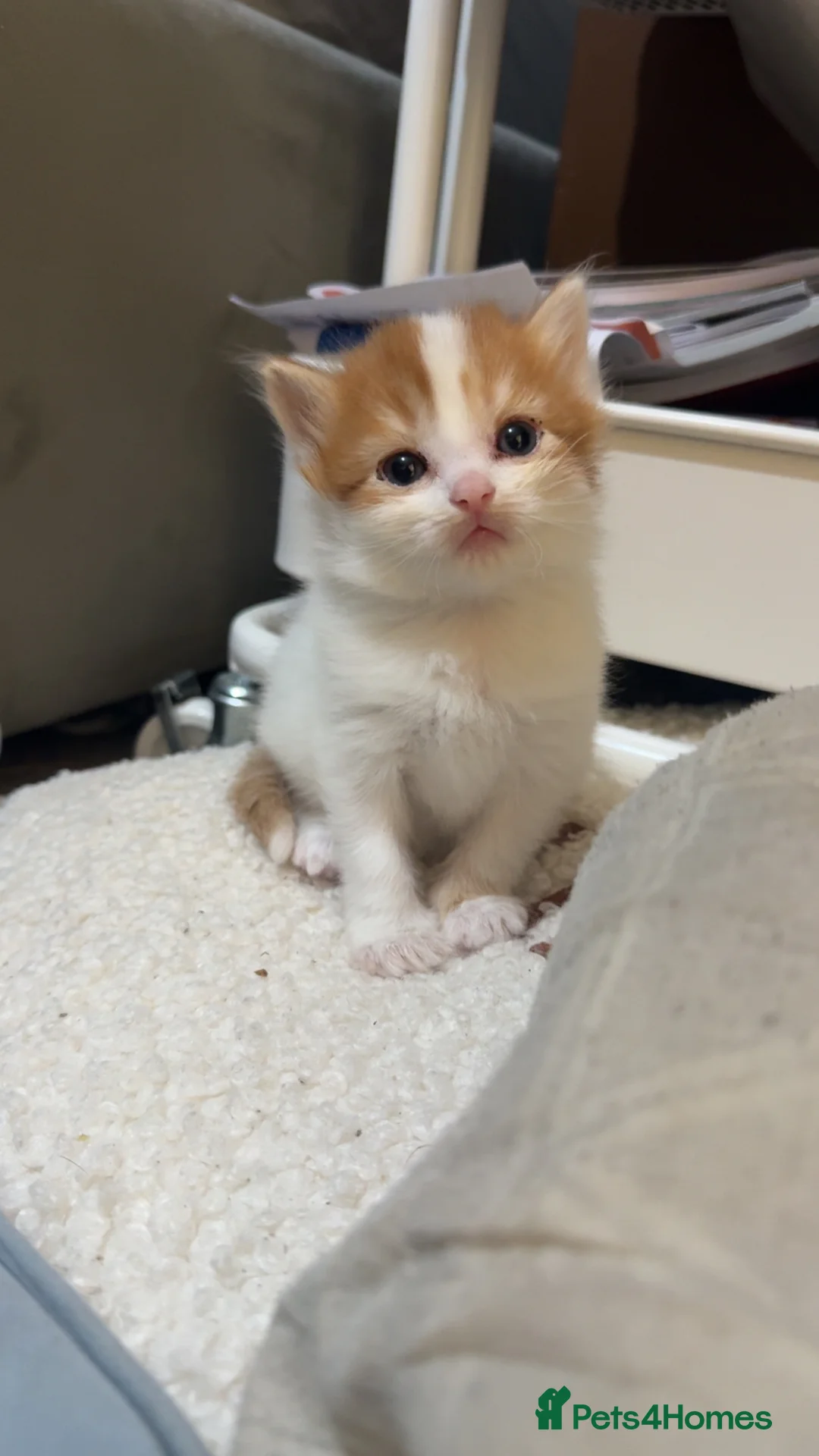 Mixed Breed cats for sale: Kittens ready November  - Advert 2