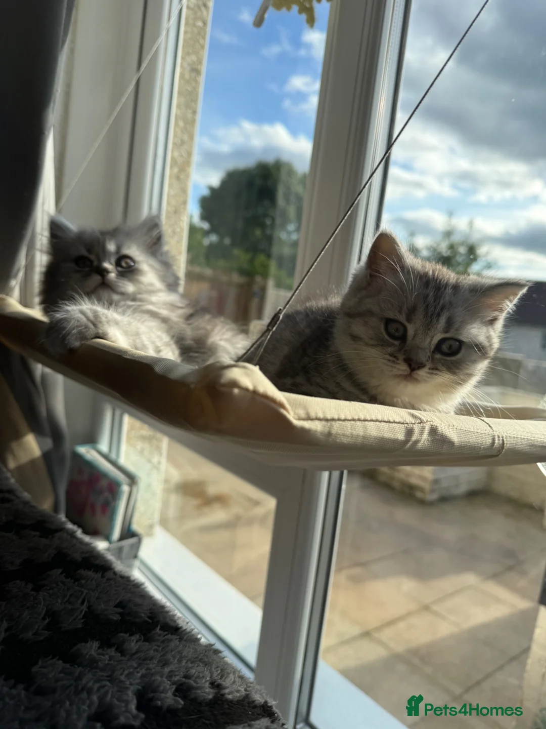 British Shorthair cats for sale: 3 females left BHS - Advert 1