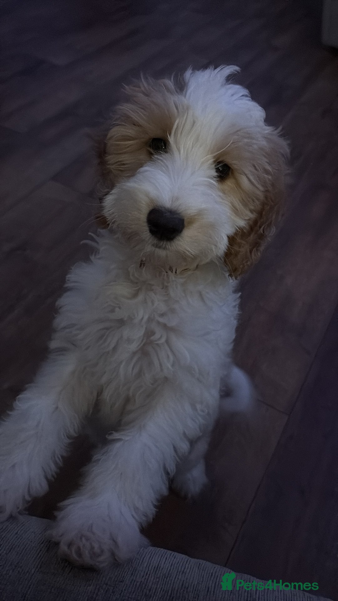 Cockapoo dogs for sale: Cockapoo - Image 2