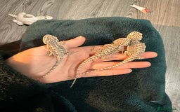 Bearded Dragon reptiles for sale: Bearded Dragon Babies - Advert 3