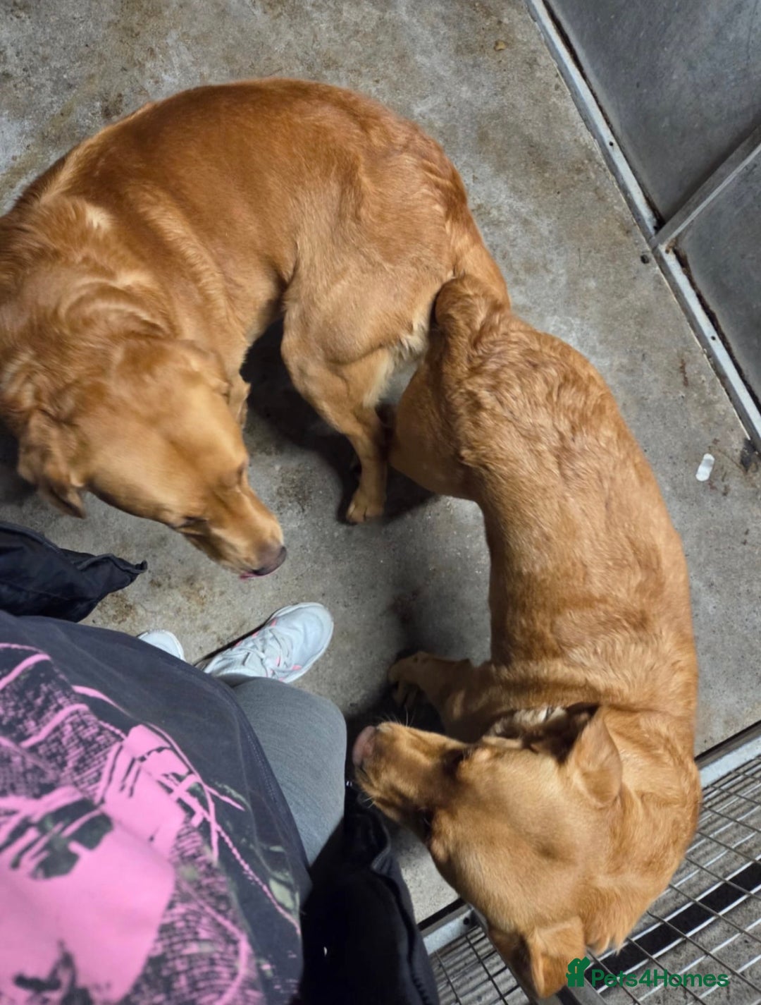 Labrador Retriever dogs for sale: Lab puppies - Advert 9