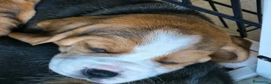 Beagle Puppy 9 - Purple Collar