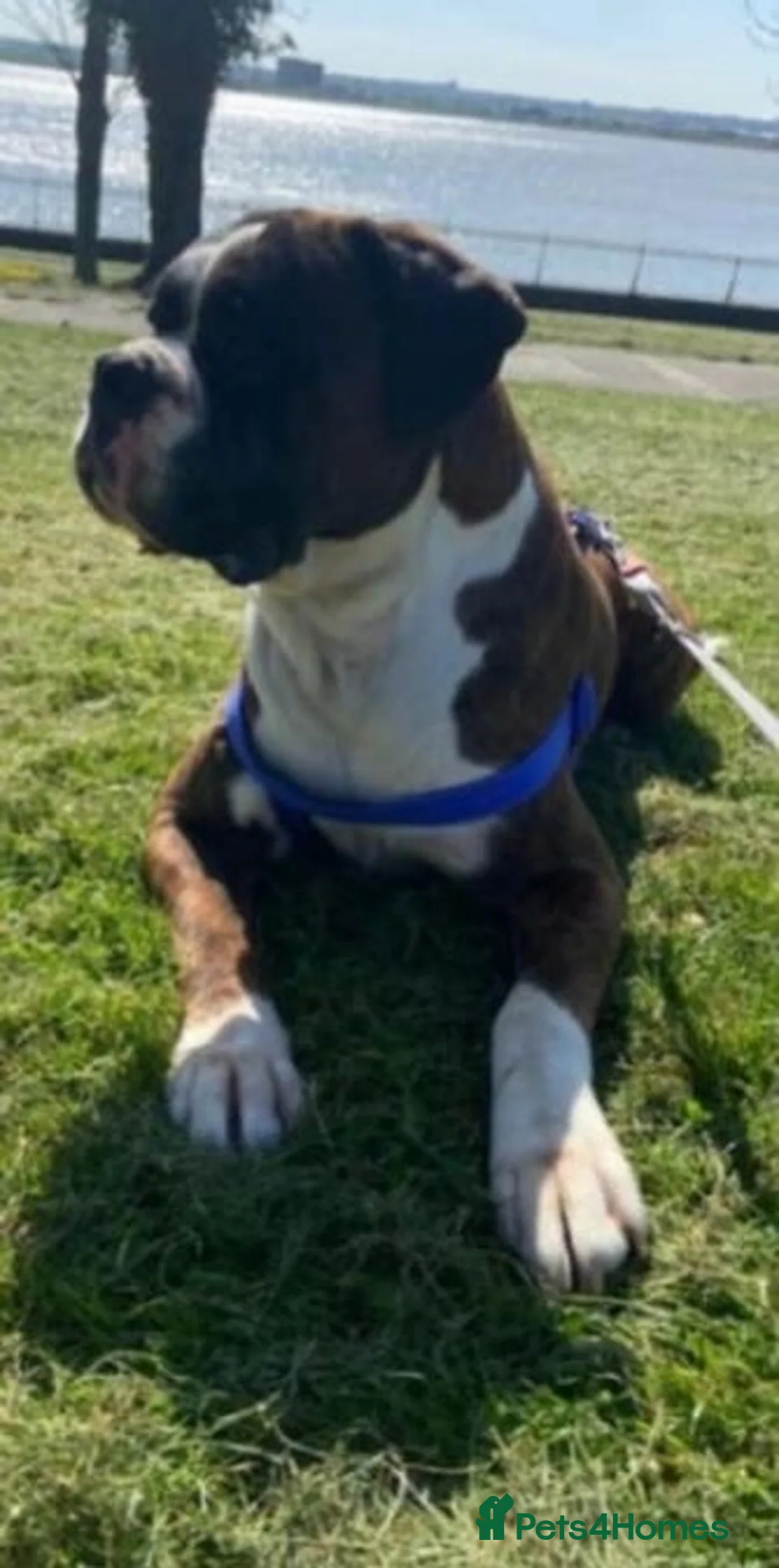 Boxer dogs for stud: stunning boxer for stud in Purfleet - Advert 6