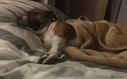 Staffordshire Bull Terrier dogs for stud: Proven Staffordshire Bull Terrier for Stud  - Image 25