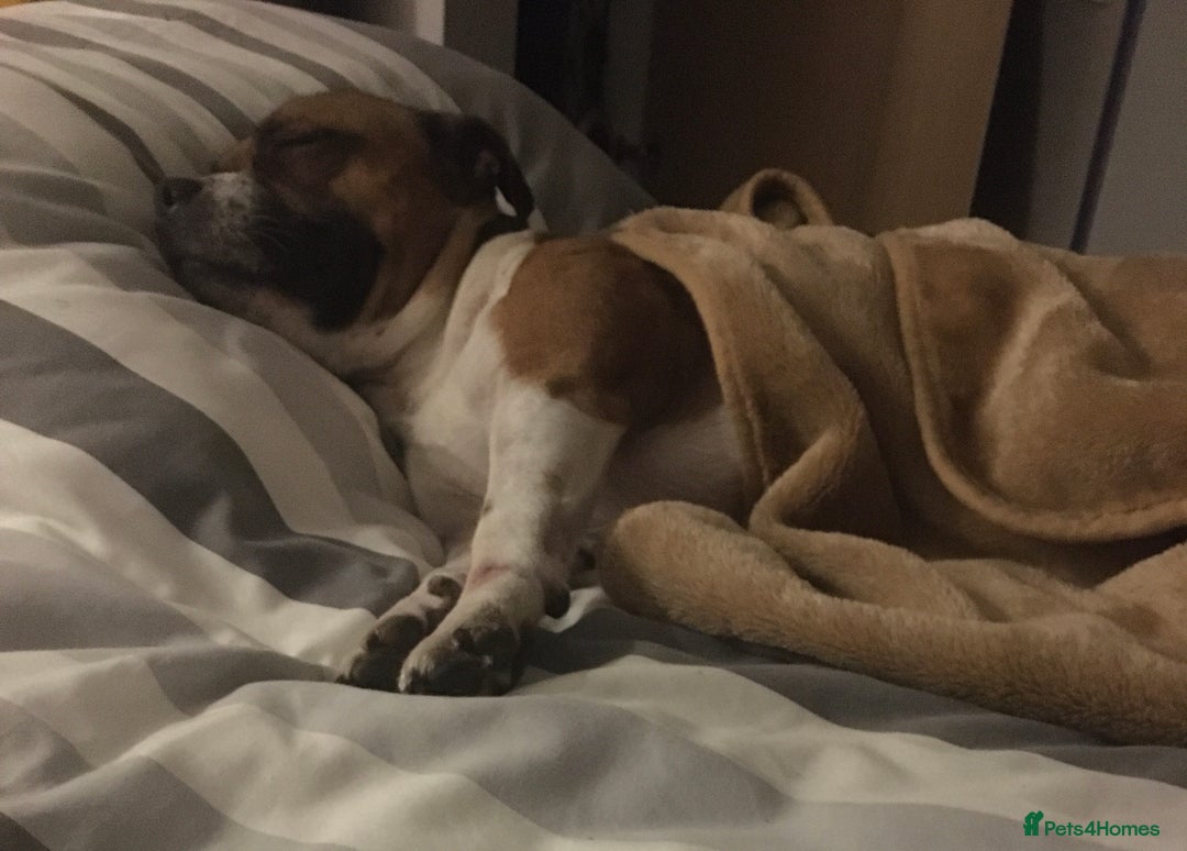 Staffordshire Bull Terrier dogs for stud: Proven Staffordshire Bull Terrier for Stud  - Image 25