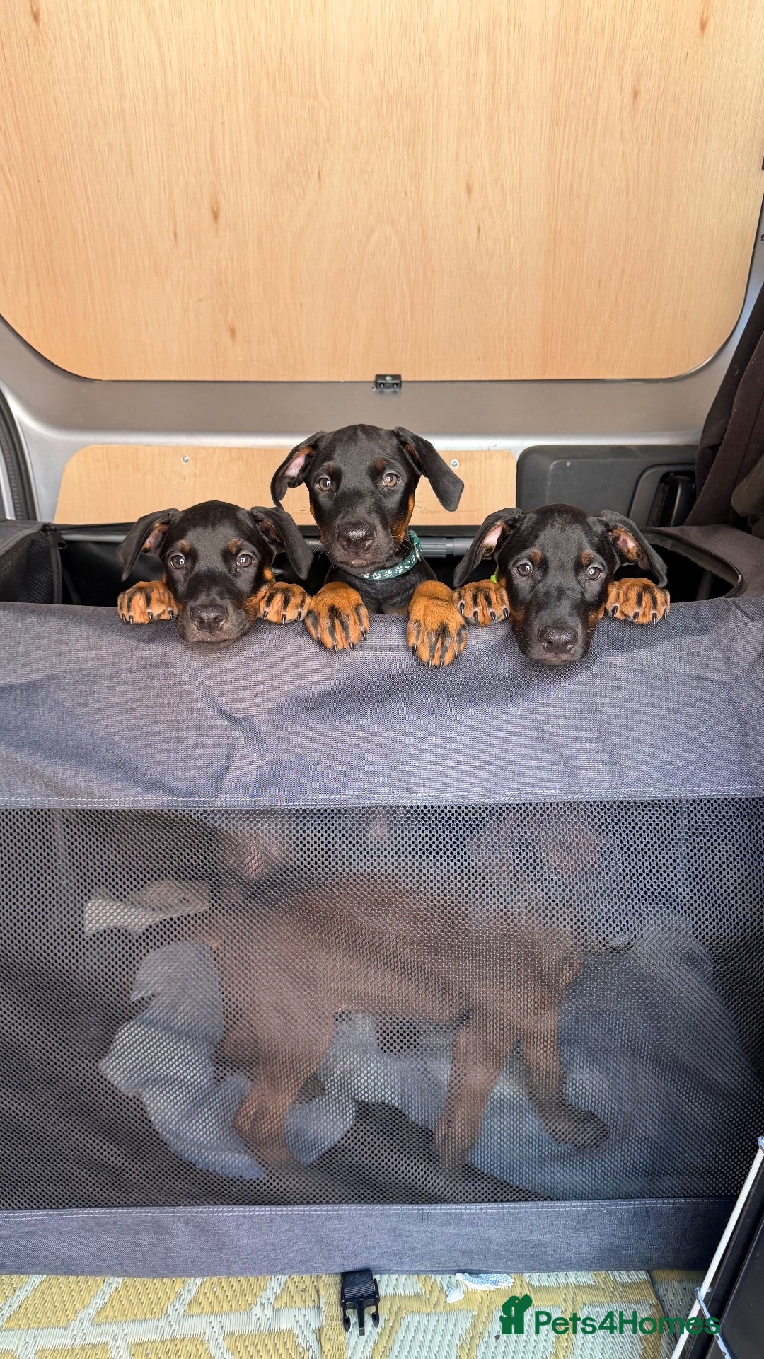 Dobermann dogs READY TO LEAVE!! | Doberman puppies!  - Advert 16