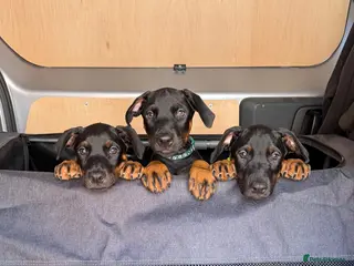 Dobermann dogs READY TO LEAVE!! | Doberman puppies! - Advert 16