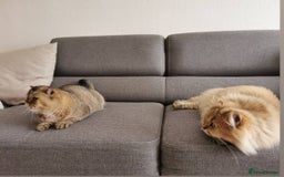 Scottish Fold cats for sale: Scottish strait in Brackley - Image 6