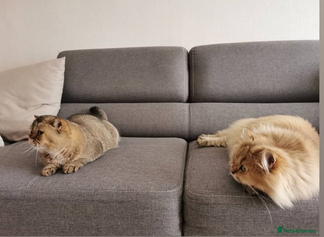 Scottish Fold cats for sale: Scottish strait in Brackley - Image 6