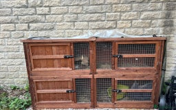Netherland Dwarf rabbits for sale: 3 Netherland dwarf rabbits  - Image 5