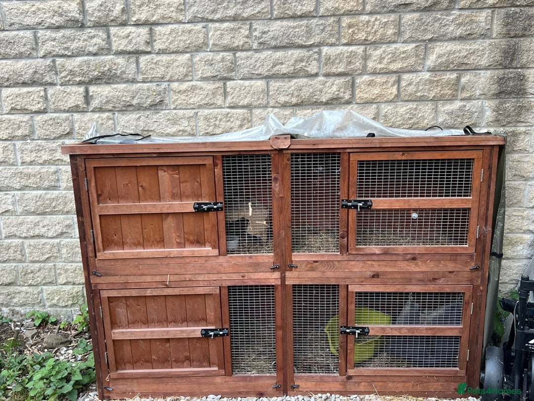 Netherland Dwarf rabbits for sale: 3 Netherland dwarf rabbits  - Image 5