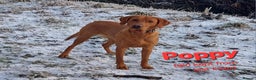 Labrador Retriever dogs for sale: KCReg FoxRed LabradorRetriver Puppies WorkingLines - Advert 12