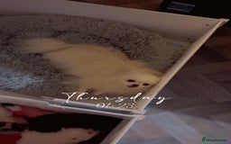 Pomeranian dogs for sale: 5 gorgeous fluff balls! Tiny Pomeranians  - Image 4