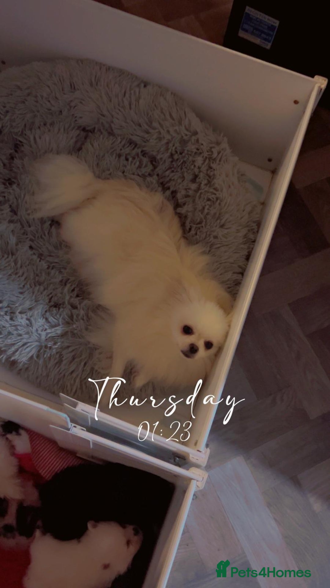 Pomeranian dogs for sale: 5 gorgeous fluff balls! Tiny Pomeranians  - Image 4