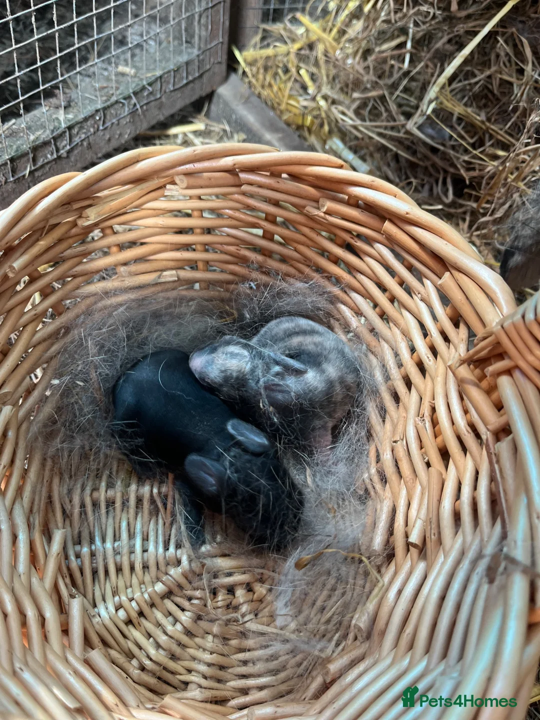 Mini Lop rabbits for sale: Gorgeous mini lop babies  - Advert 1
