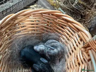 Mini Lop rabbits Gorgeous mini lop babies - Advert 1