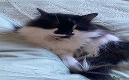 British Longhair cats for sale: Meet Tinca - Image 11