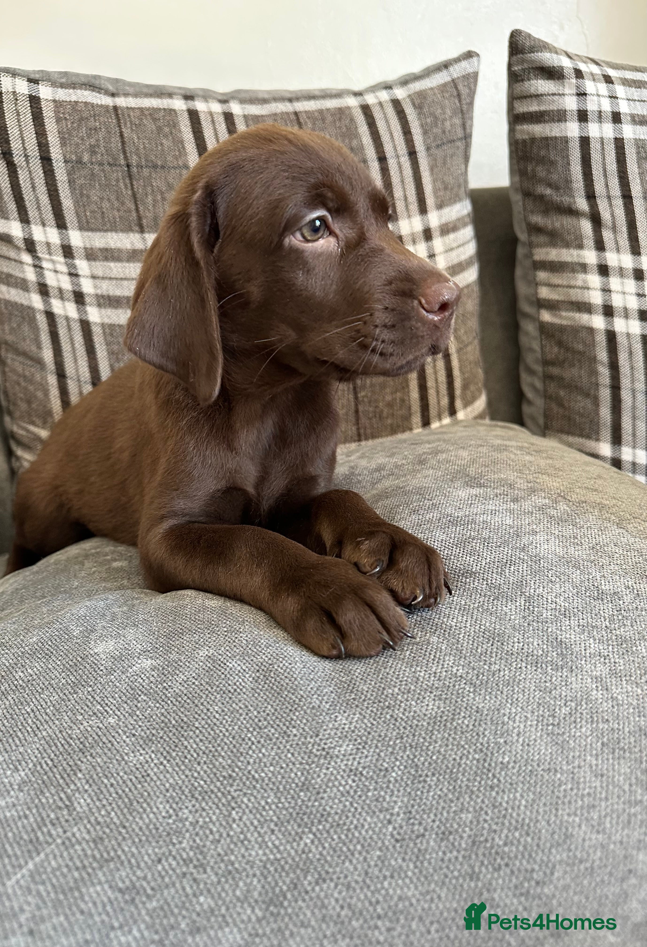 Labrador Retriever dogs Chocolate Labrador Puppies - Advert 2