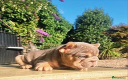French Bulldog dogs for sale: Beautiful French bulldogs - Image 15