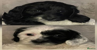 Cockapoo dogs Adorable cockapoo puppies LAST 2 remaining -  - Advert 3