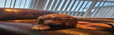 Cocker Spaniel 5