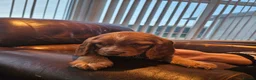 Cocker Spaniel dogs for sale: Cocker Spaniel pups in Omagh - Advert 3