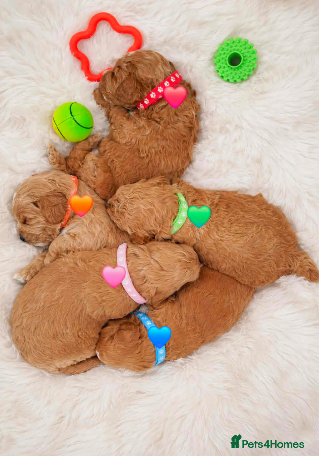 Cavapoo dogs 🥇❤️Beautiful F1 Cavapoo 5★ - Advert 1