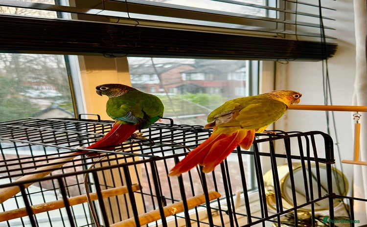 Conures birds Green-cheeked Conure  - Advert 11