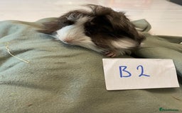 Guinea Pig rodents for sale: Lovely litter of funky haired Guinea pigs - Image 6