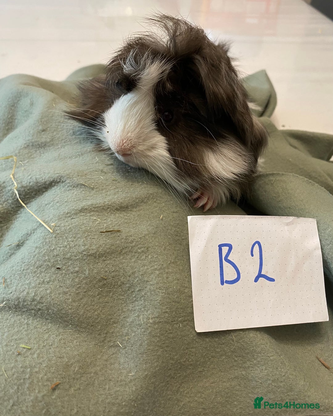 Guinea Pig rodents for sale: Lovely litter of funky haired Guinea pigs - Image 6