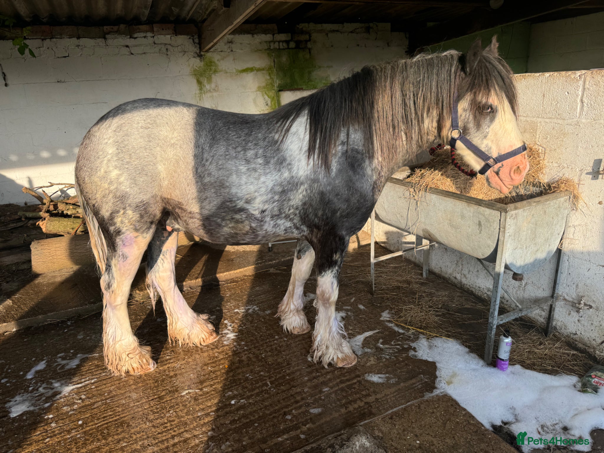 Irish Cob horses for sale: Norman  - Advert 29