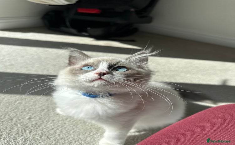 Ragdoll cats in Taunton - Advert 4