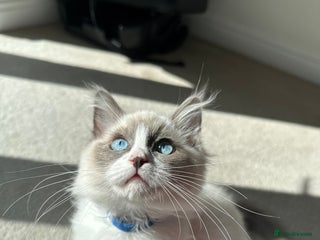Ragdoll cats in Taunton - Advert 28