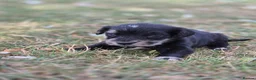 Mixed Breed dogs for sale: Dakota Sport Retriever (Special Colours) - Advert 10