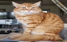 Mixed Breed cats for adoption: Sweet, gentle Kip is looking for a home - Image 2