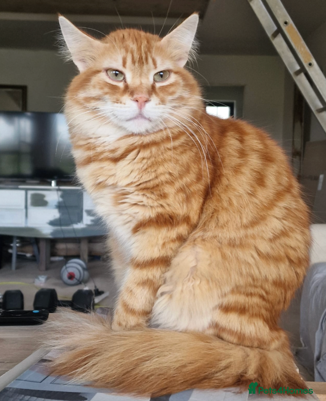 Mixed Breed cats for adoption: Sweet, gentle Kip is looking for a home - Image 2