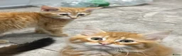 Mixed Breed cats for sale: Beautiful Friendly Kittens Ready for Loving Homes - Advert 23