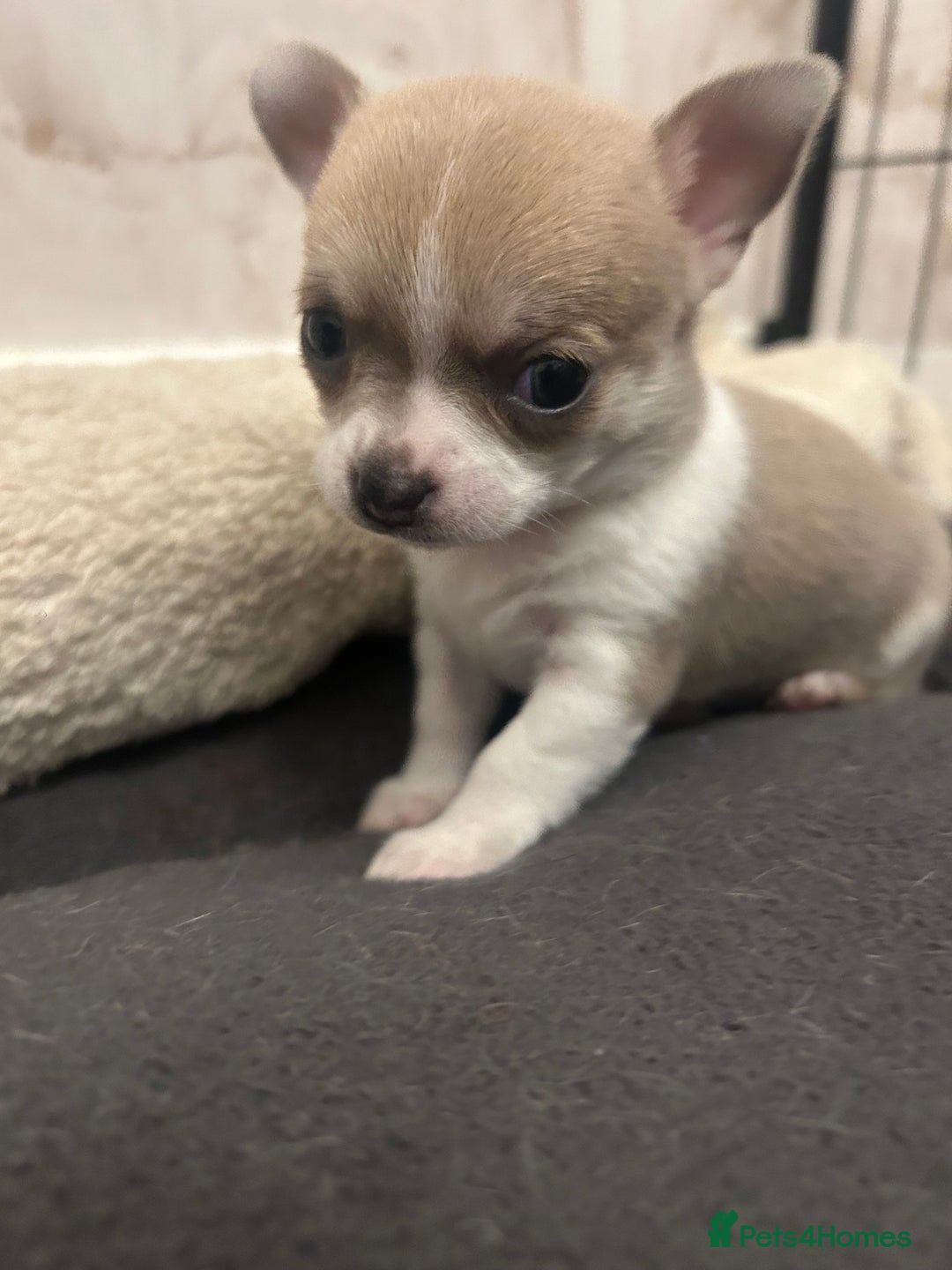 Chihuahua dogs for sale: smooth coat chihuahuas. Only the little boy left  - Advert 33