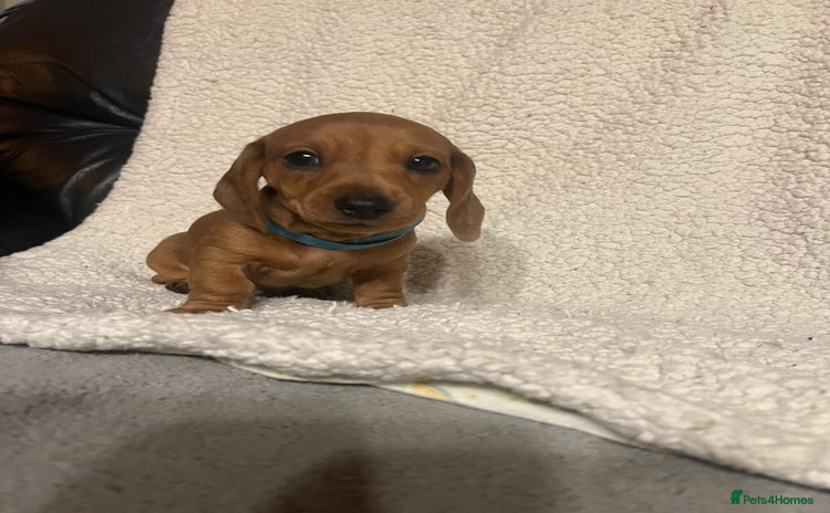 Miniature Dachshund dogs - Advert 14