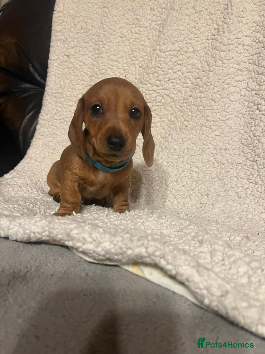 Miniature Dachshund dogs for sale: Miniature dachshunds cearphilly  - Image 1