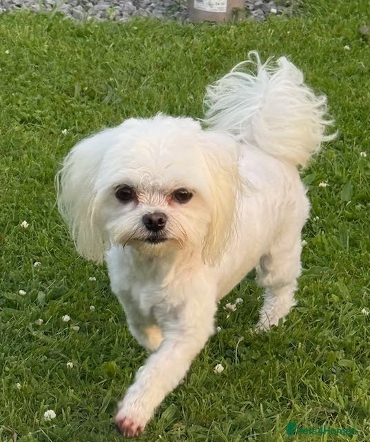Maltese dogs 2 GORGEOUS MALTESE GIRLS - Advert 2