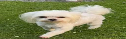 Maltese dogs for sale: 2 GORGEOUS MALTESE GIRLS - Advert 4