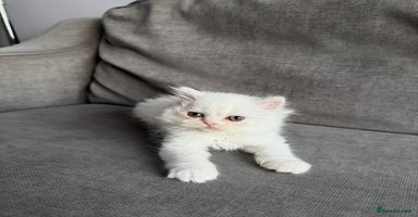 Persian cats - Advert 7