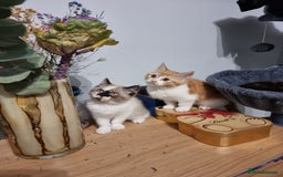 Persian cats for sale: Persian kittens - Image 5