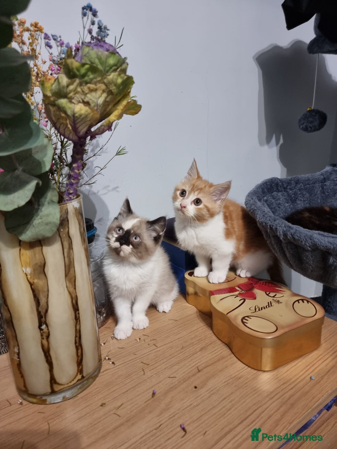 Persian cats for sale: Persian kittens - Image 5