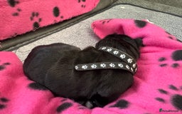 Neapolitan Mastiff dogs for sale: Neapolitan mastiff puppies  - Image 26