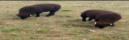Sheep livestock for sale: Twin wether lambs for sale  in Norwich - Advert 5