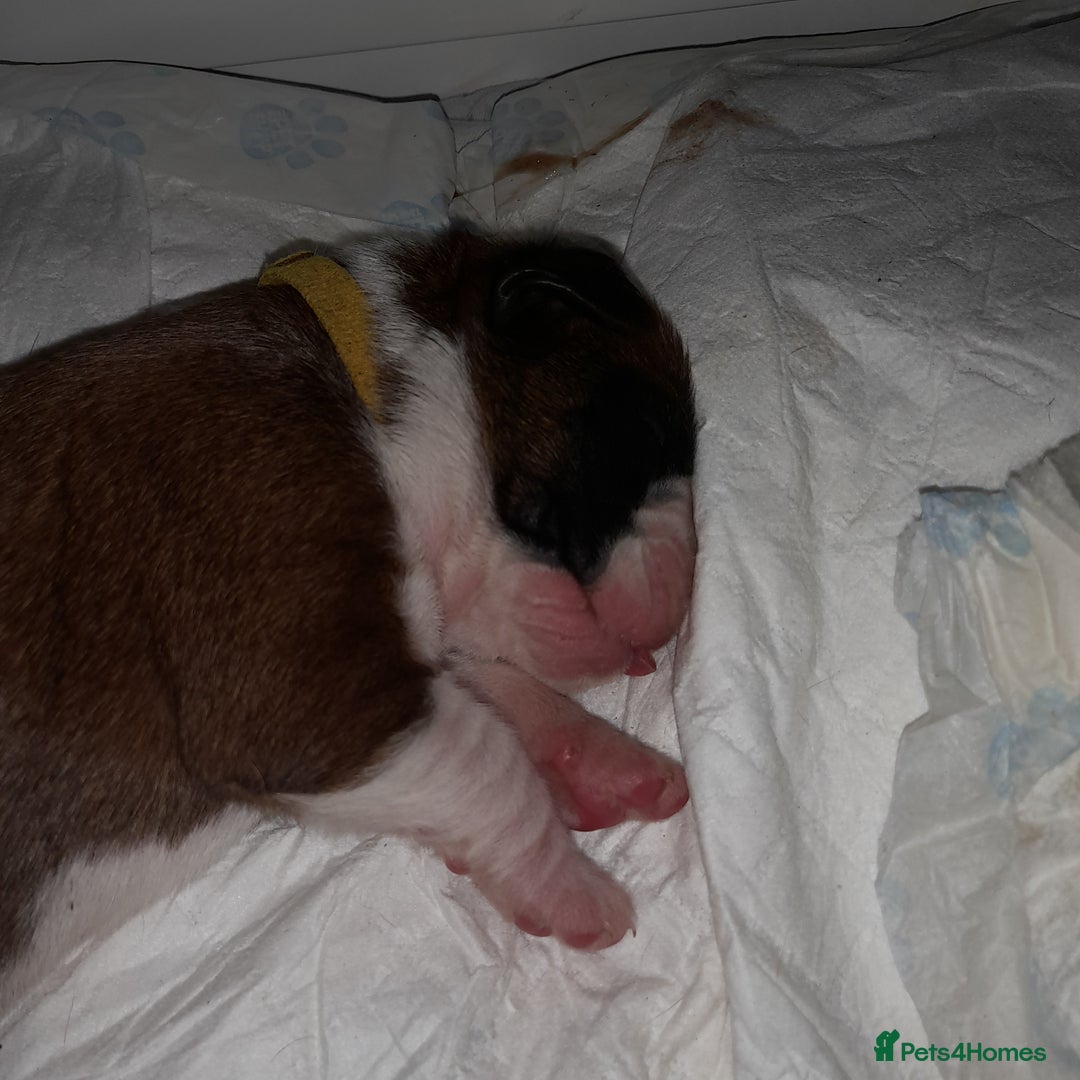 Boxer dogs for sale: Beautiful/Stunning Pedigree Boxer Puppies  - Image 7