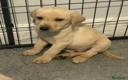 Labrador Retriever dogs for sale: Golden Labrador puppy’s  - Image 2