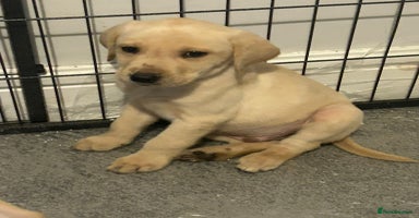 Labrador Retriever dogs - Advert 10